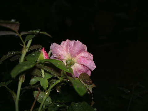 月季花