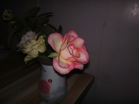 月季花