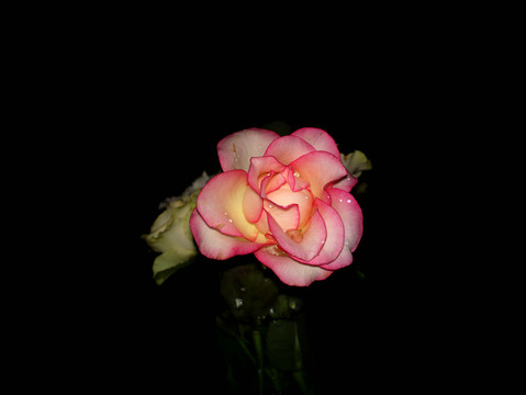 月季花