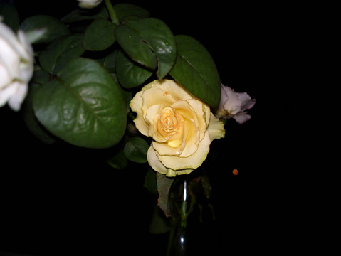 月季花