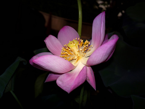 荷花