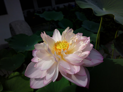 荷花