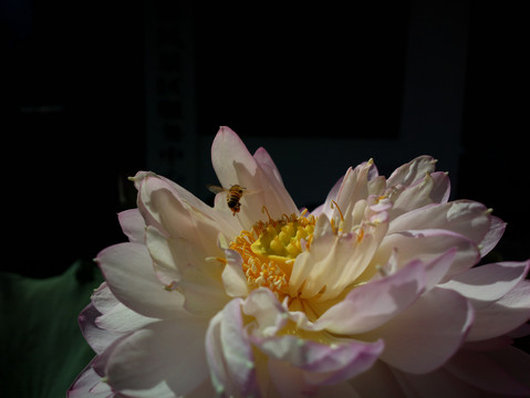 荷花