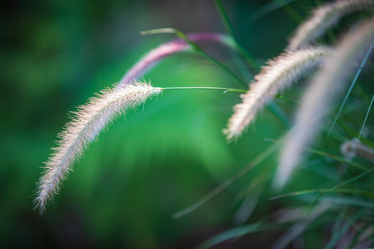 狗尾巴草