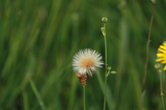 蒲公英种子