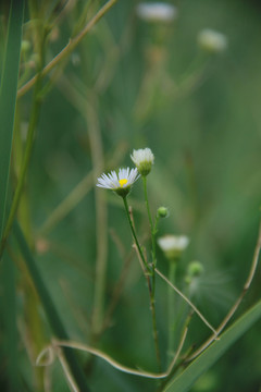 小紫花