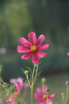 红色波斯菊花