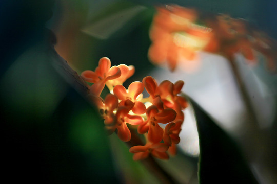 桂花