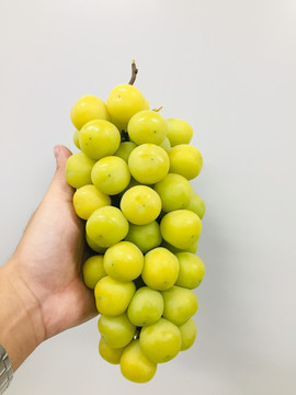 香印青提