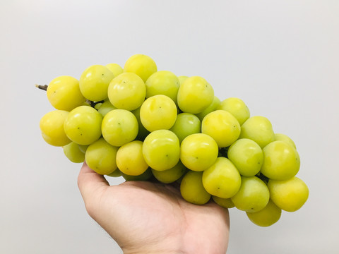 香印青提