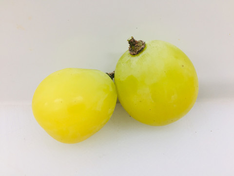 香印青提