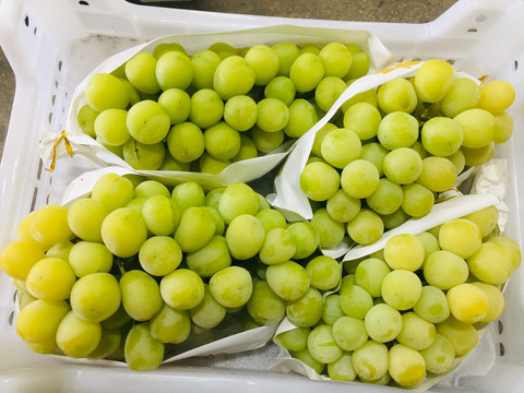 香印青提