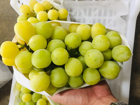 香印青提