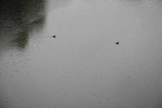 清明雨和鸭