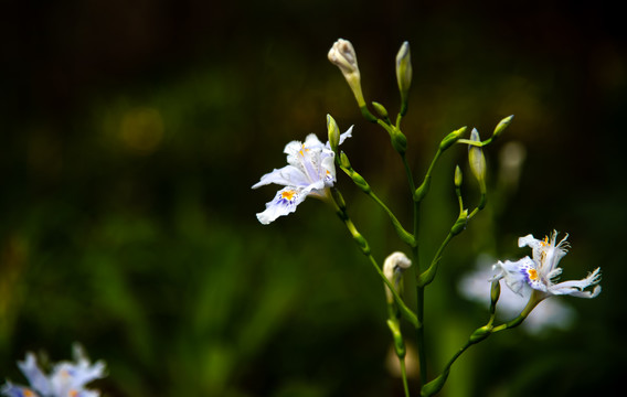 扁竹花