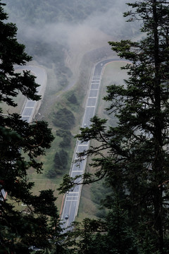 高原云杉