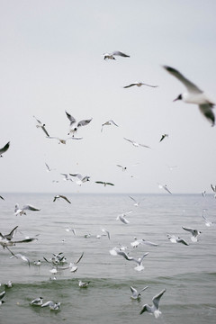 海边飞翔海鸥鸟类素材