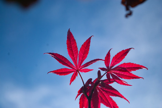 红枫