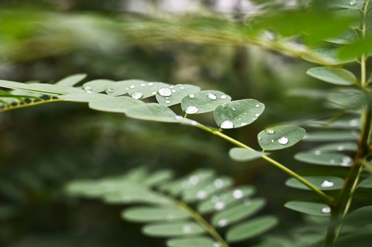 清晨露珠