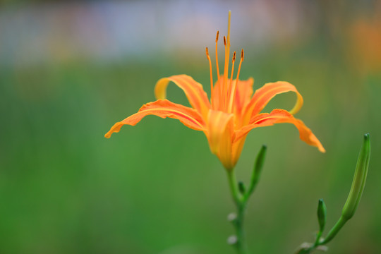 黄花菜