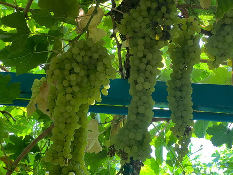 新疆吐鲁番葡萄