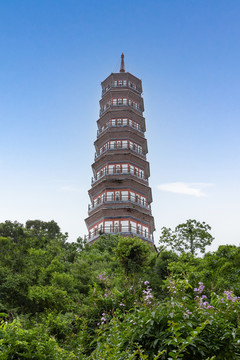 广州琶洲塔公园风景