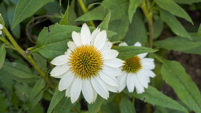 松果菊