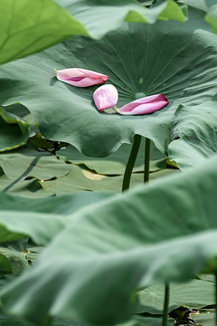 夏末荷莲