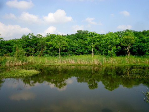 湖边小树林