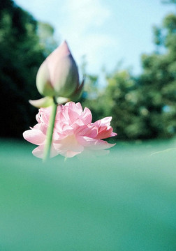 莲花