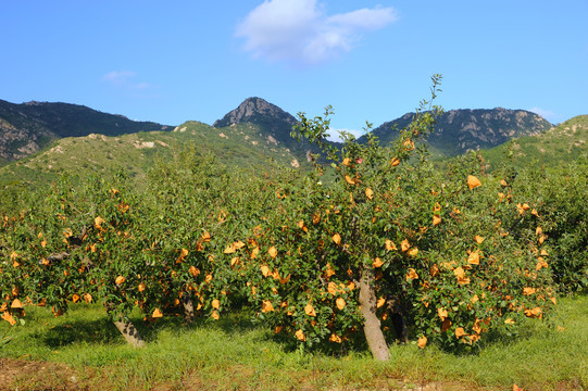 山区苹果园