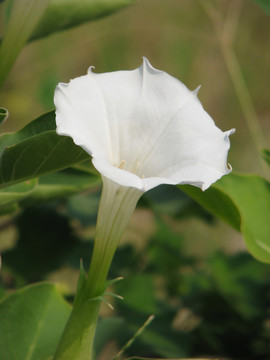 野生洋金花的开花期