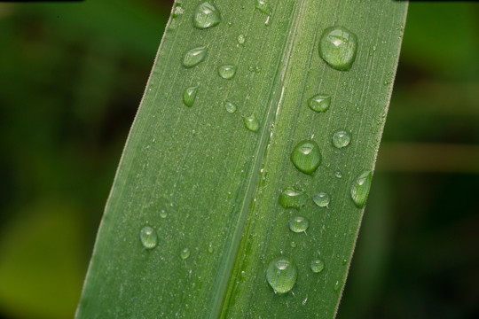 露水