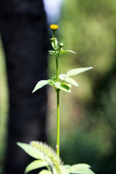 鬼针草