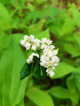 荞麦花