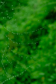 雨珠