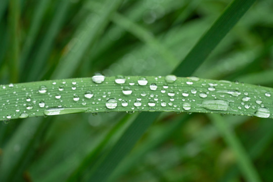 露水白露