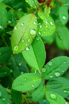 露水水滴