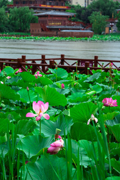 雨中荷花