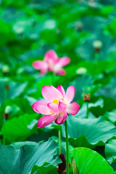 雨中荷花