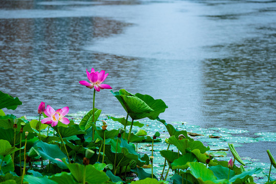 雨中荷花