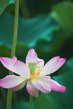 雨中荷花