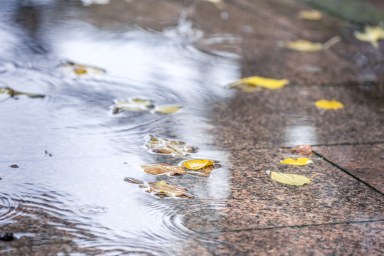 雨中落叶