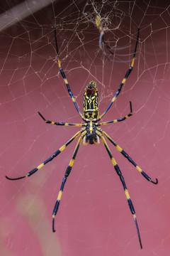 一只扒在蜘蛛网上的络新妇蛛
