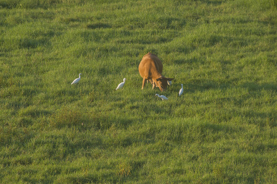 草原上的黄牛与鸟群