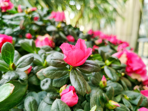 杂种杜鹃花