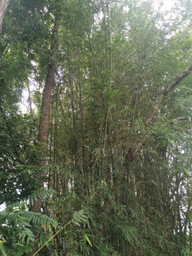 竹林枯树