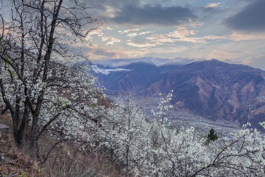 阿坝州金川梨花美丽风景