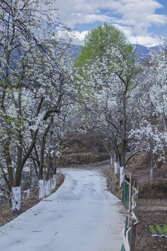 阿坝州金川梨花道路