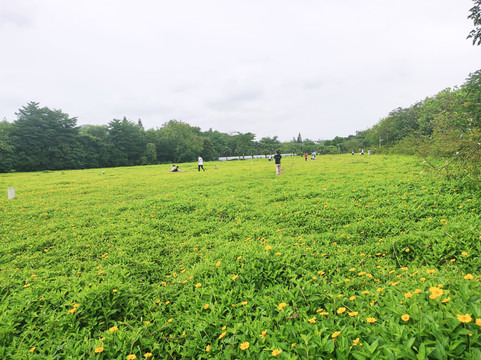 草坪草地